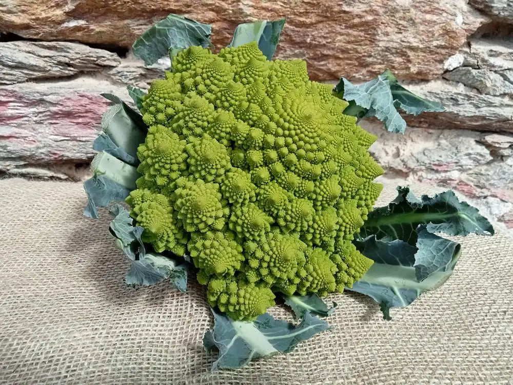 cavolfiore romanesco fresco biologico