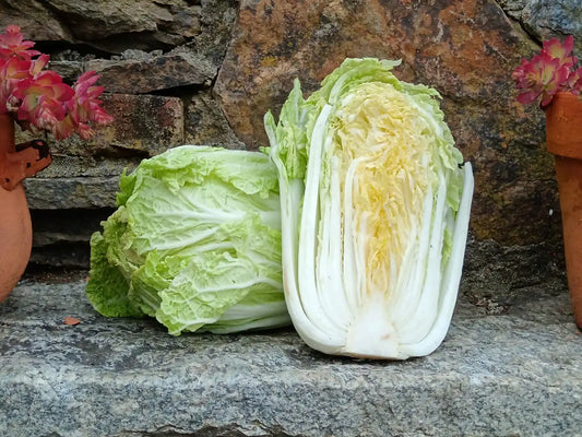 cavolo cinese fresco biologico