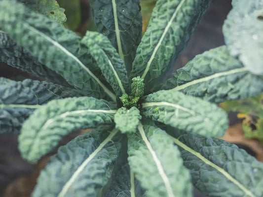 pianta di cavolo nero bio