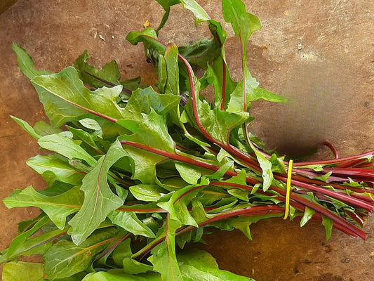 cicoria fresca a foglia rosso verde