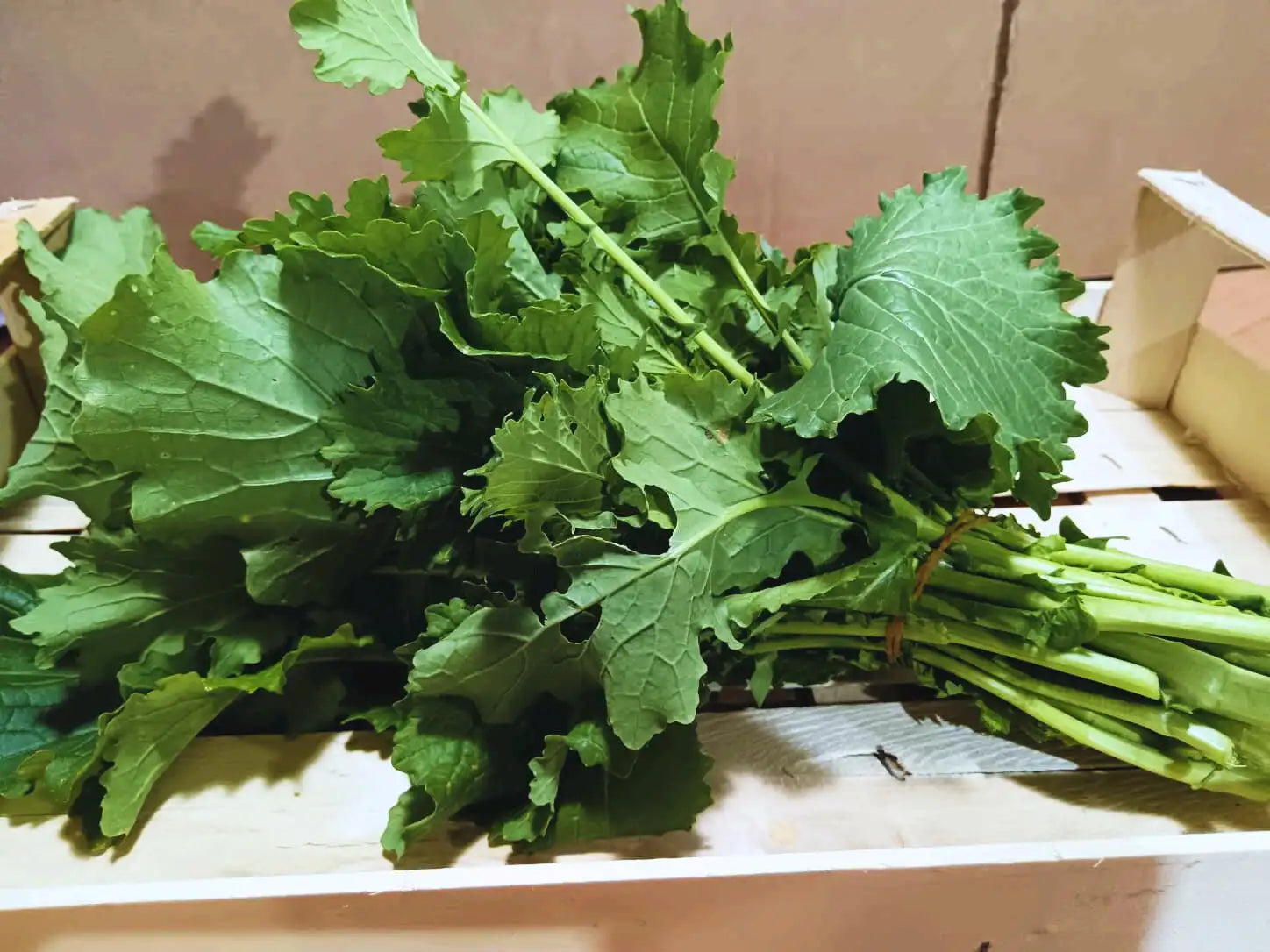 foglie verdi di cime di rapa fresche biologiche