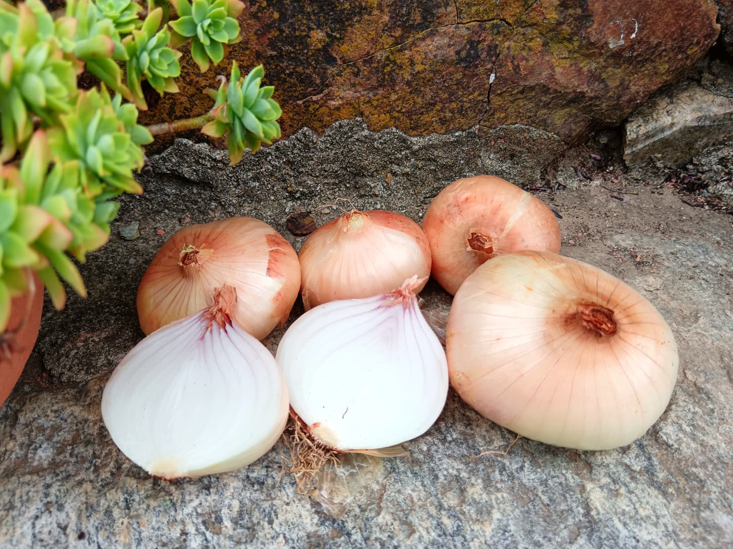 cipolla biologica di buccia ramata e polpa bianco rosata 
