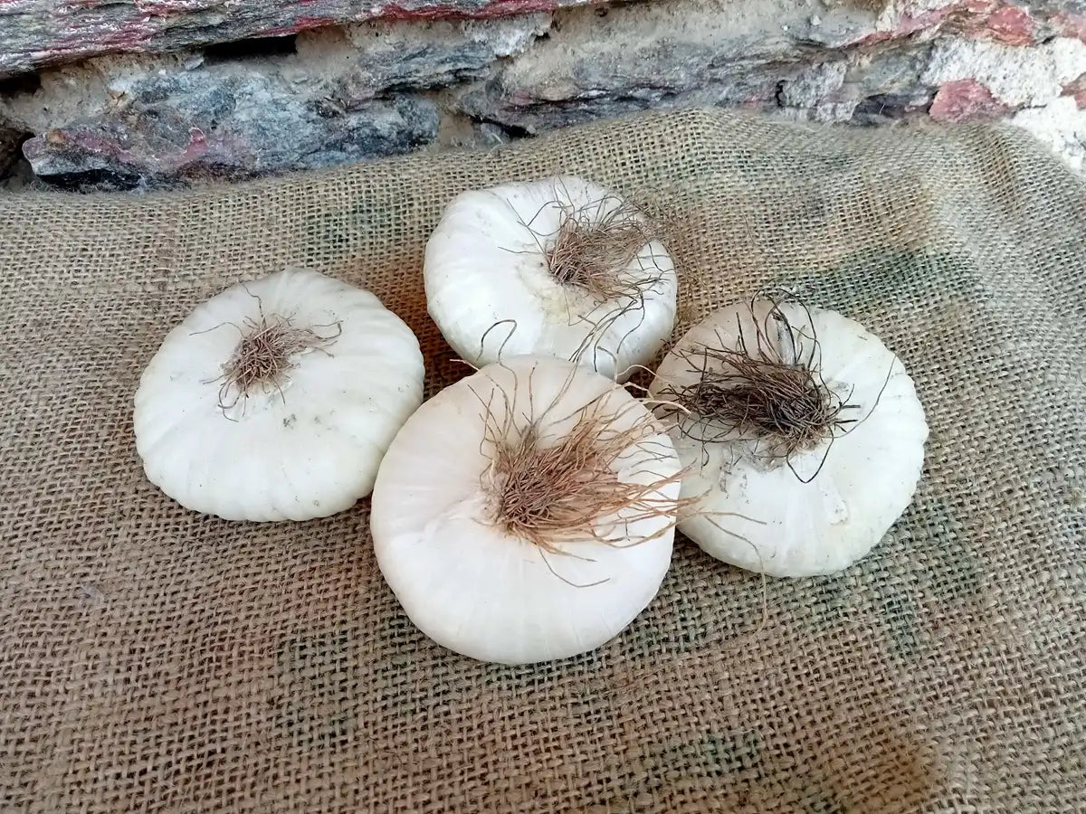 cipolle bianche fresche biologiche