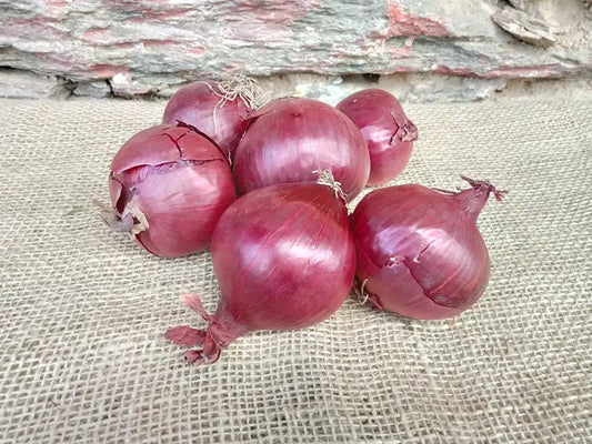 cipolle rosse fresche biologiche 