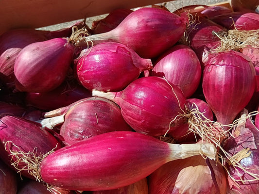 cipollel rosse di tropea biologiche
