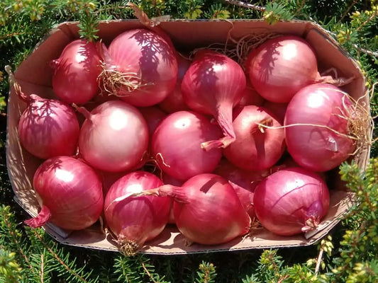 vaschetta di cipolline rosse bio