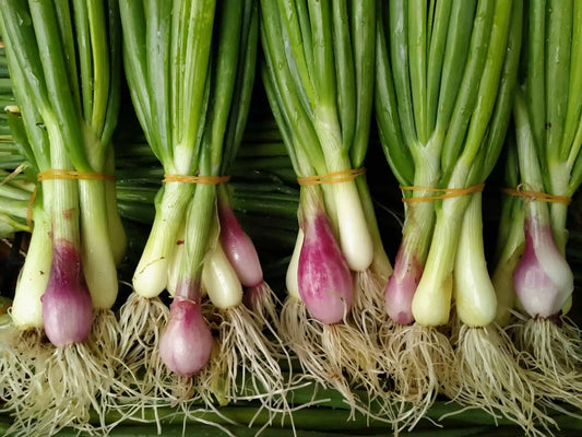 mazzetto di cipollotti freschi biologici gialli e rossi