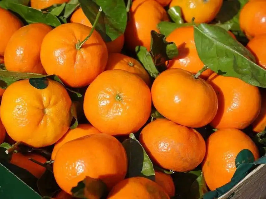 clementine bio con foglia