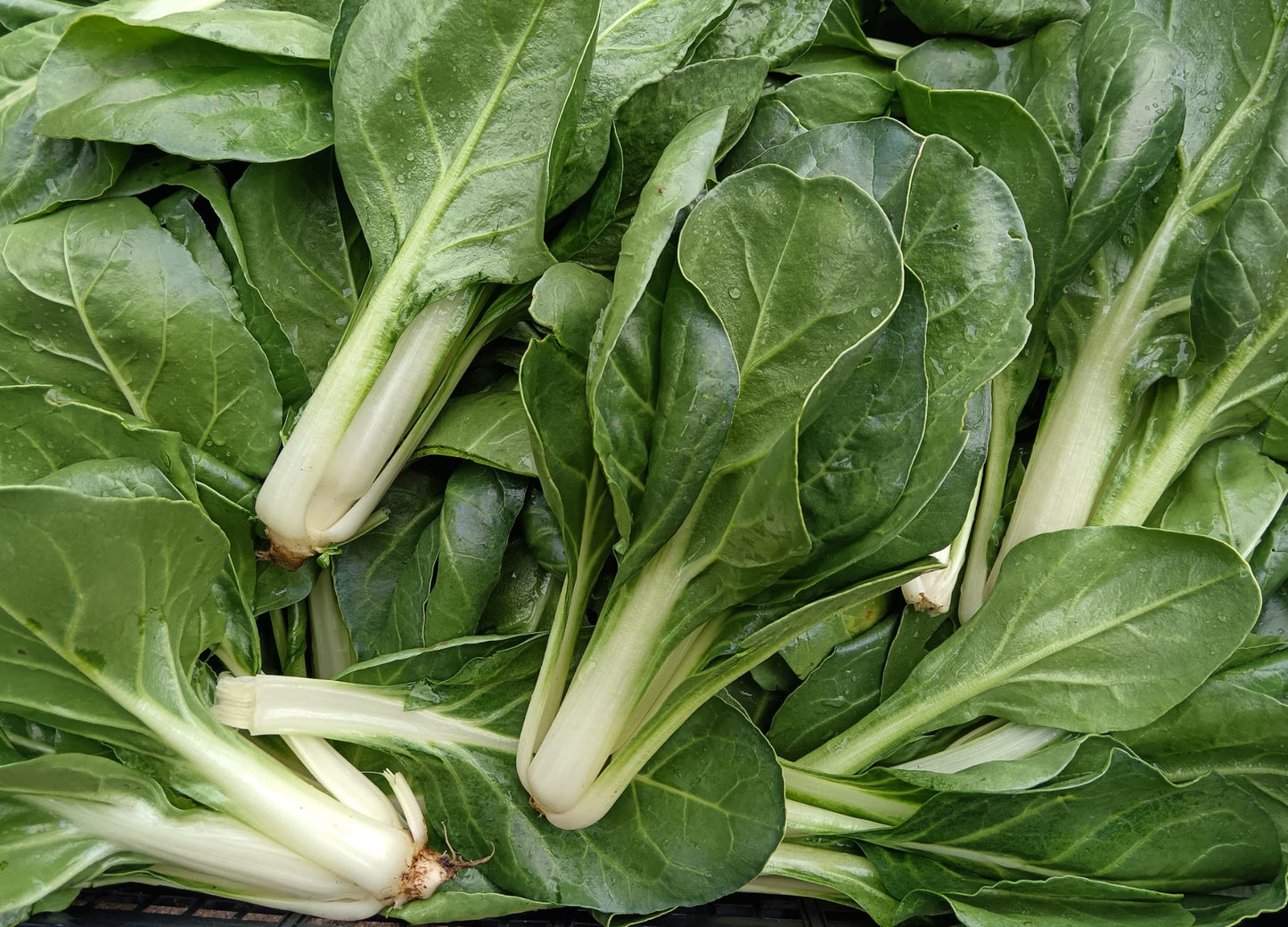 Coste Verdi BIO