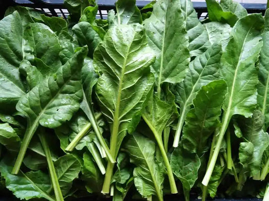 costine fresche biologiche a foglia verde