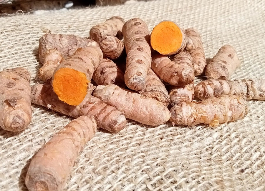 curcuma radice fresca biologica