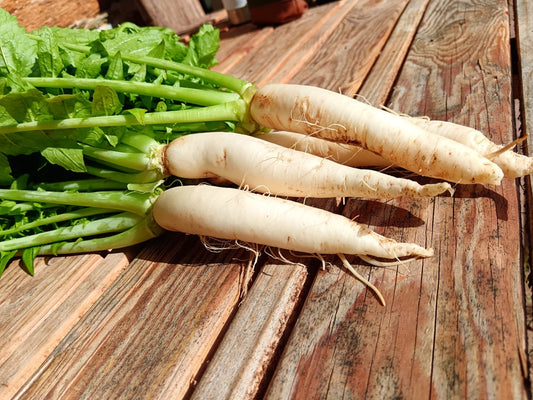 Daikon con foglie BIO