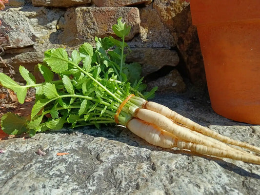 daikon bio di piccola dimensione con foglie fresche