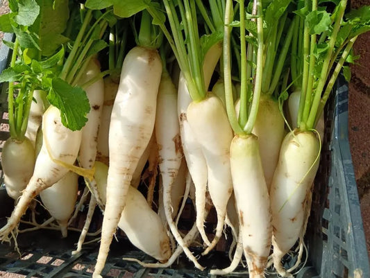 Daikon fresco biologico con foglie