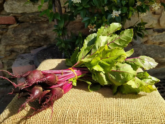 mazzetto di giovani barbabietole rosse con foglie fresche