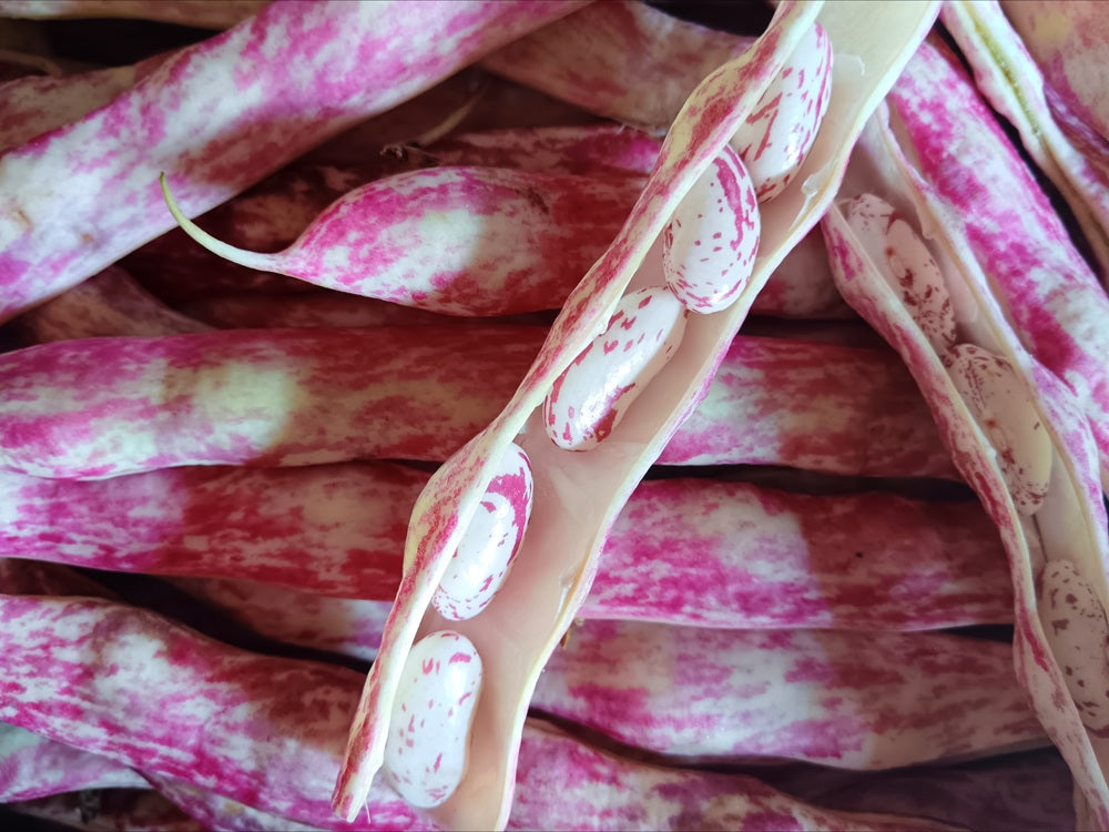 fagioli borlotti freschi bio in baccello