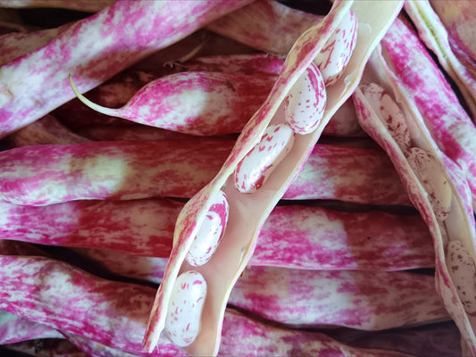 fagioli borlotti freschi bio in baccello