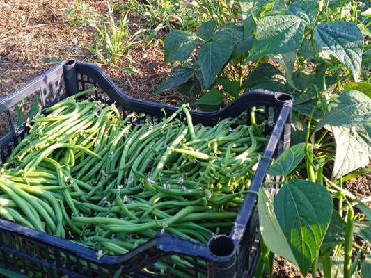 fagiolini freschi biologici appena raccolti 