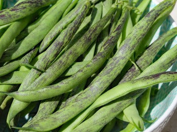 fagiolini bobis albenga biologici