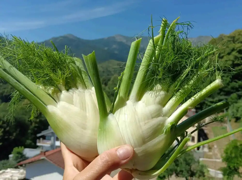 Finocchi freschi biologici interi