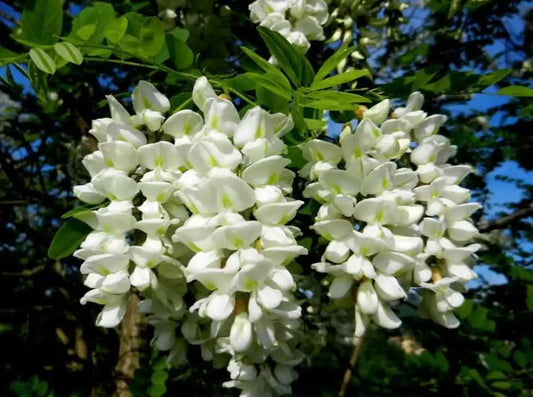 fiori freschi di acacia per frittura