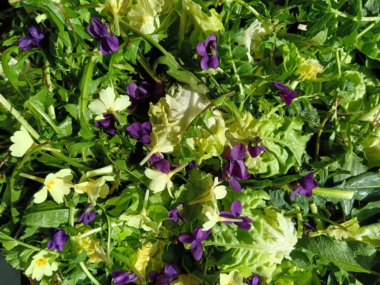 insalata fresca primaverile di foglie e fiori tra cui viole e primule