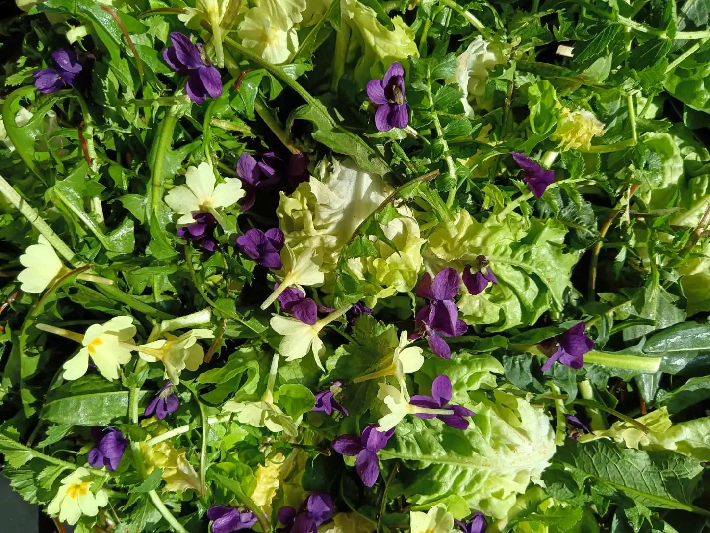 insalata fresca primaverile di foglie e fiori tra cui viole e primule