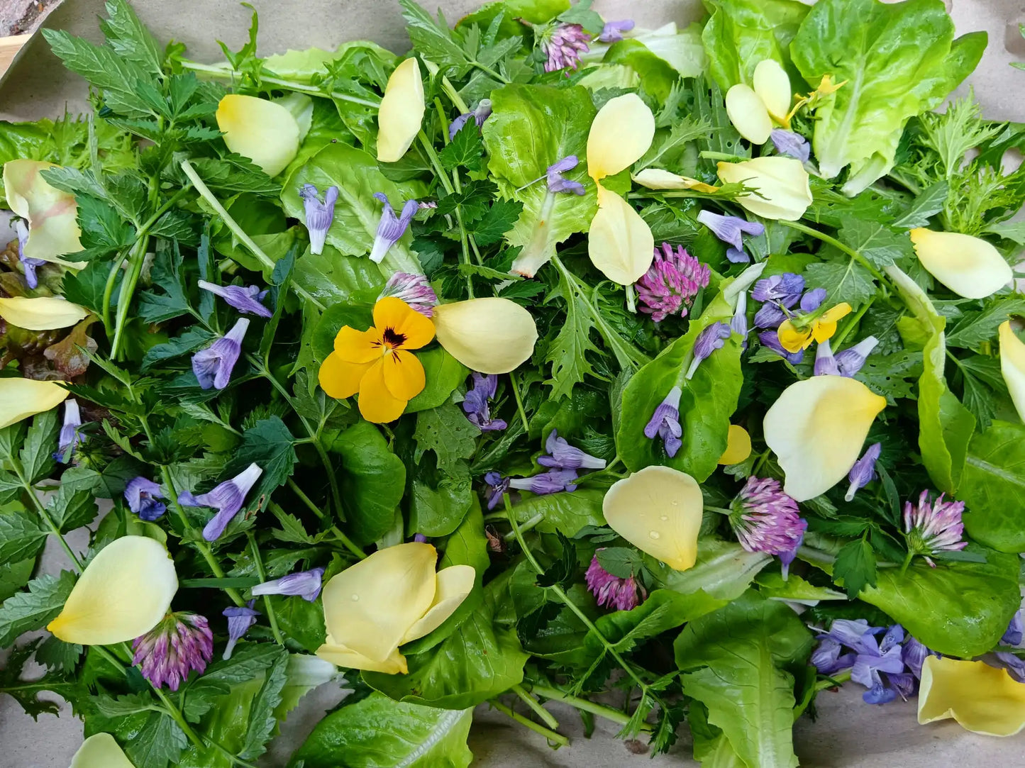 insalata mista di lattughe con erbe e fiori selvatici