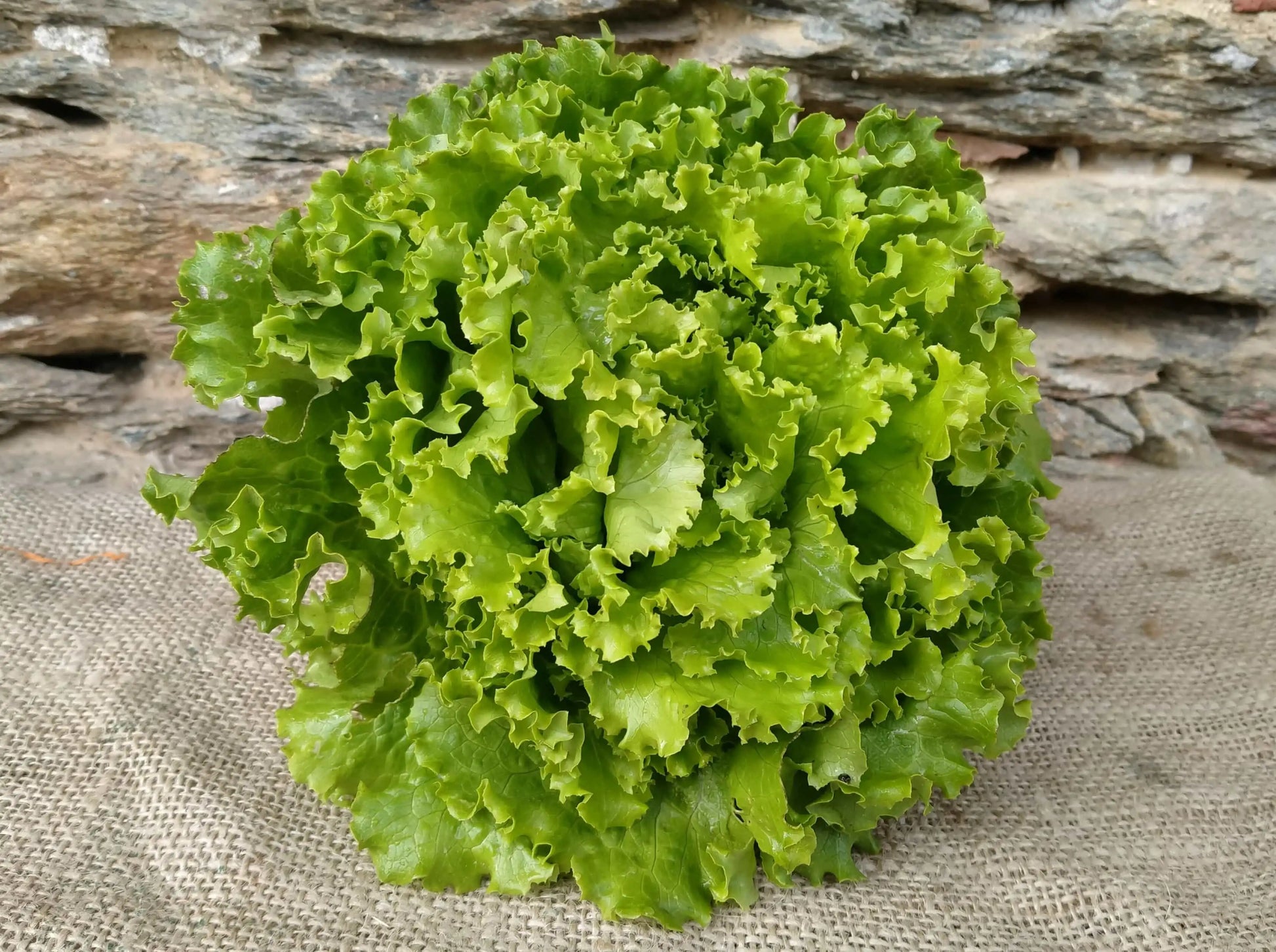 cespo di insalata gentilina fresca biologica