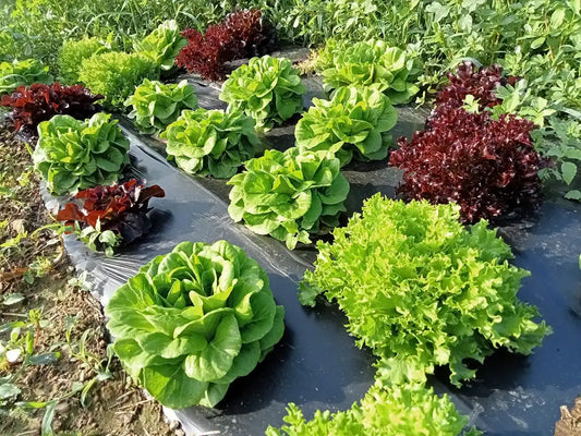 Insalate fresche miste biologiche