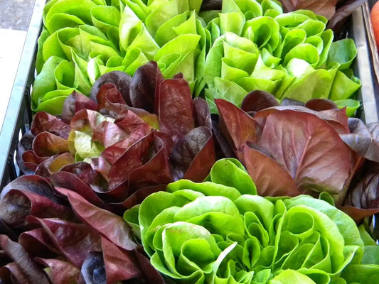 lattuga fresca biologica di varietà salanova, dai cespi verdi e rossi a rosetta