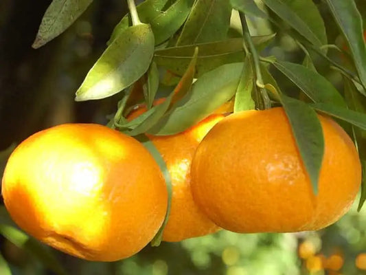 mandarini con foglia freschi biologici