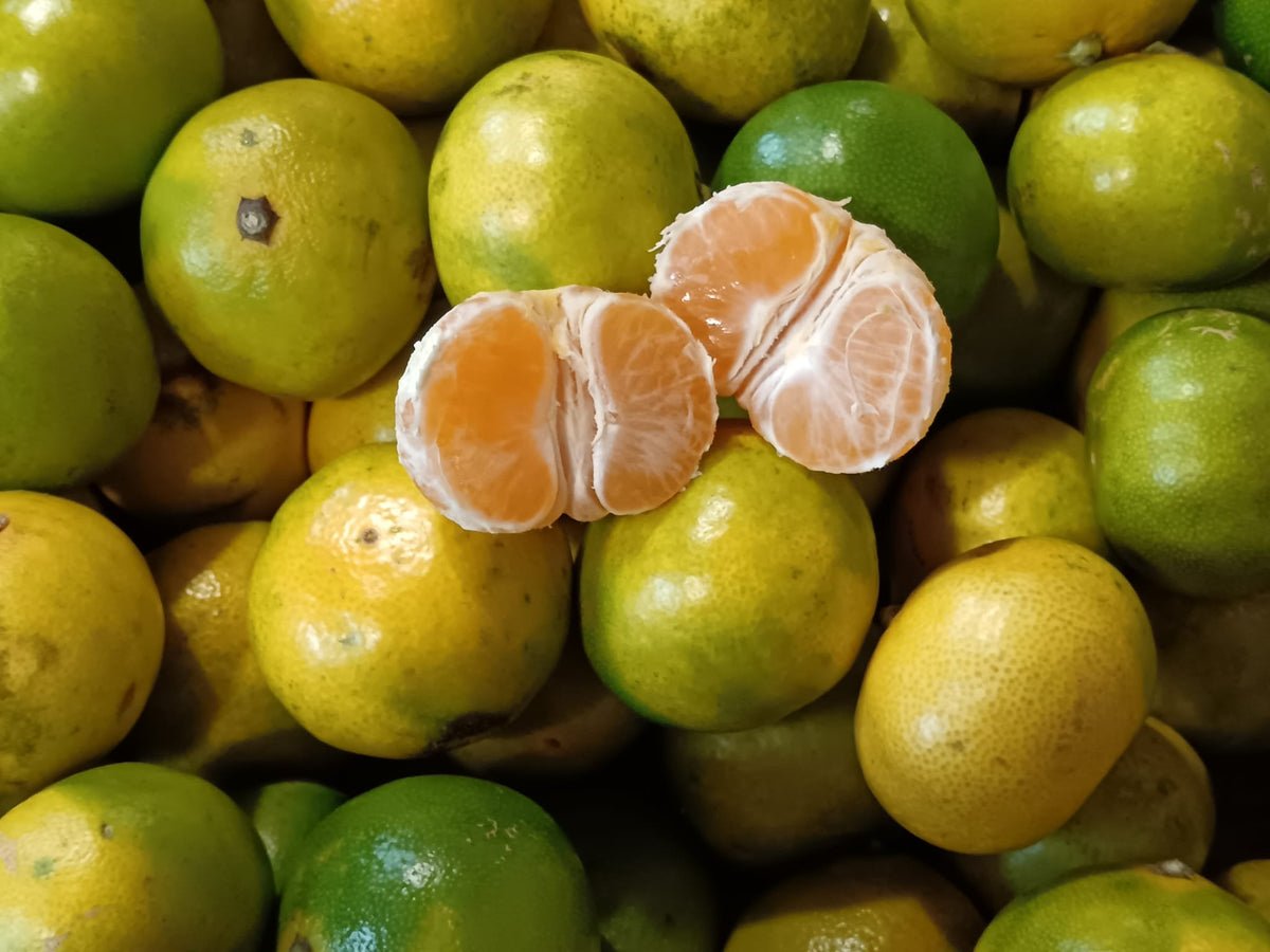 mandarino precoce satsuma fresco biologico