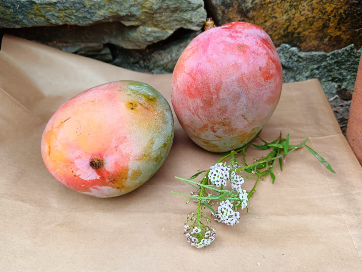 mango biologico kent di origine siciliana
