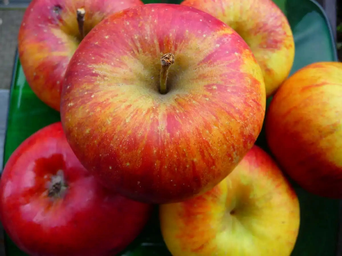 mela biologica di varietà topaz a buccia rosso gialla