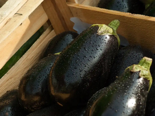 melanzane nere fresche biologiche appena raccolte