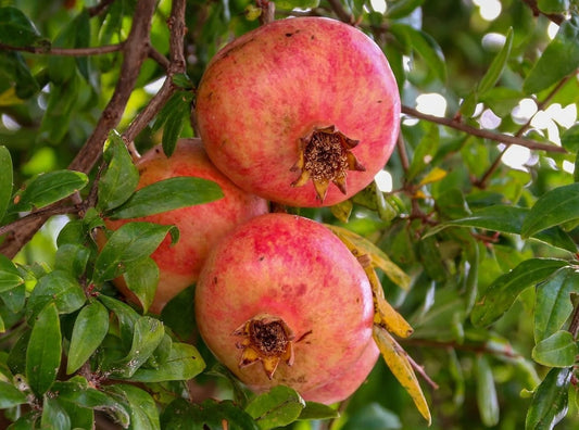 Melograno biologico frutto fresco