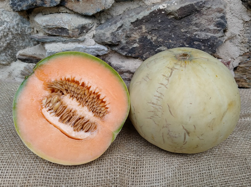 melone biologico a buccia liscia