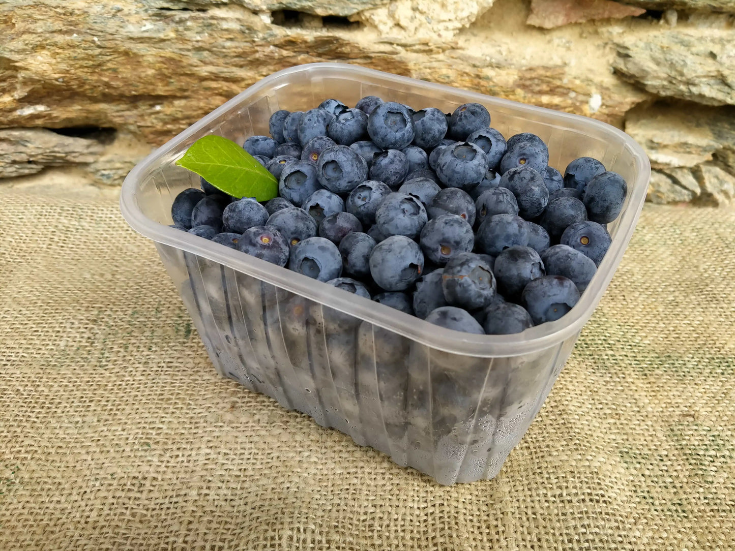 mirtilli freschi biologici in cestino da 1kg