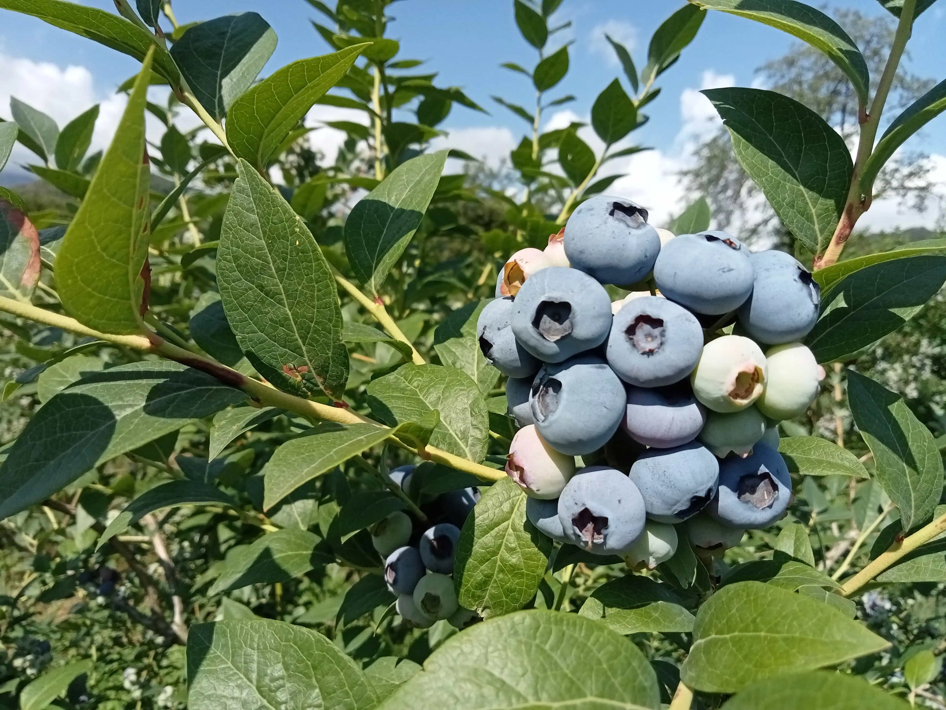 mirtilli biologici maturi sulla pianta