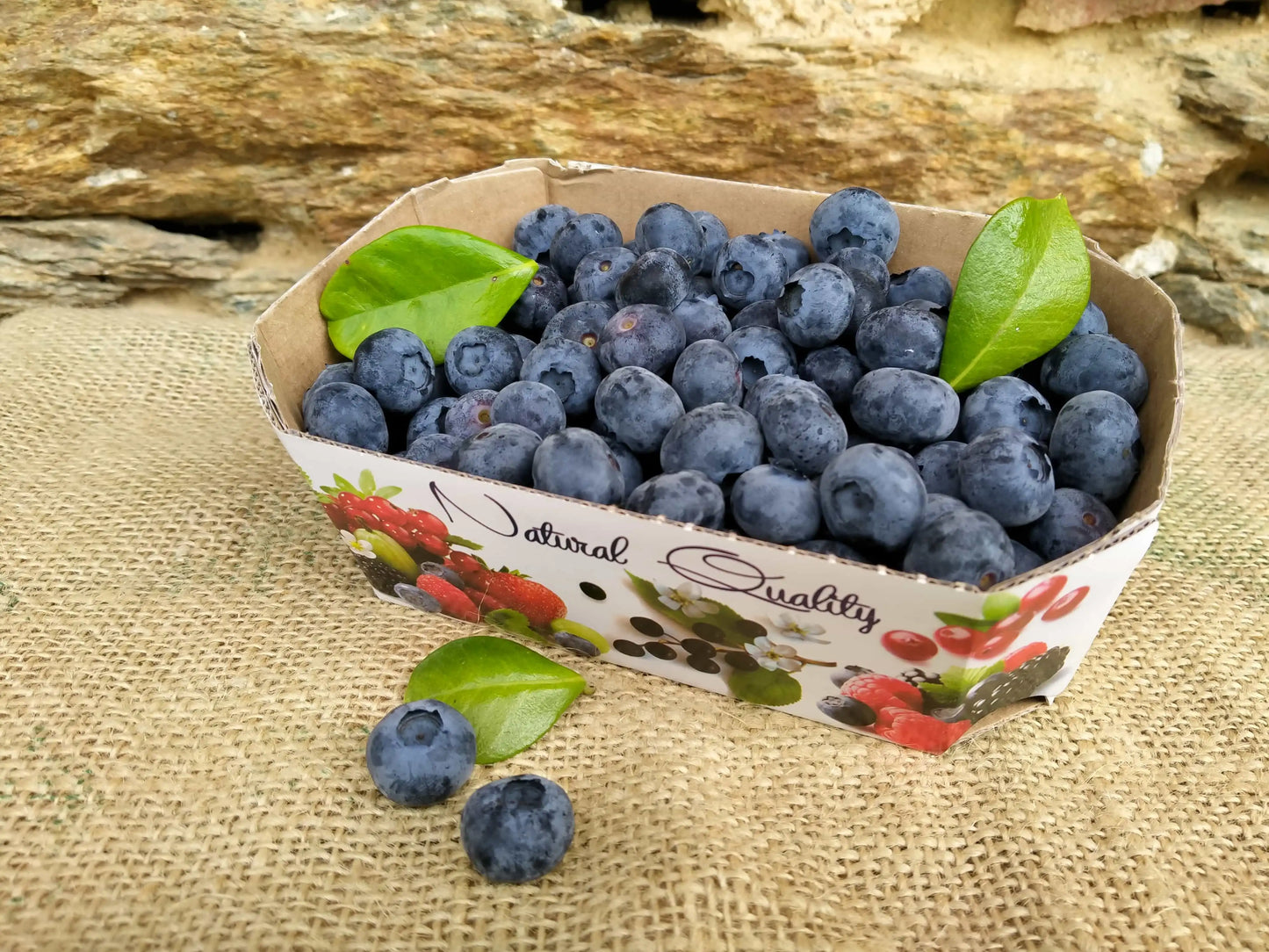 mirtilli biologici freschi in cestino da 400g