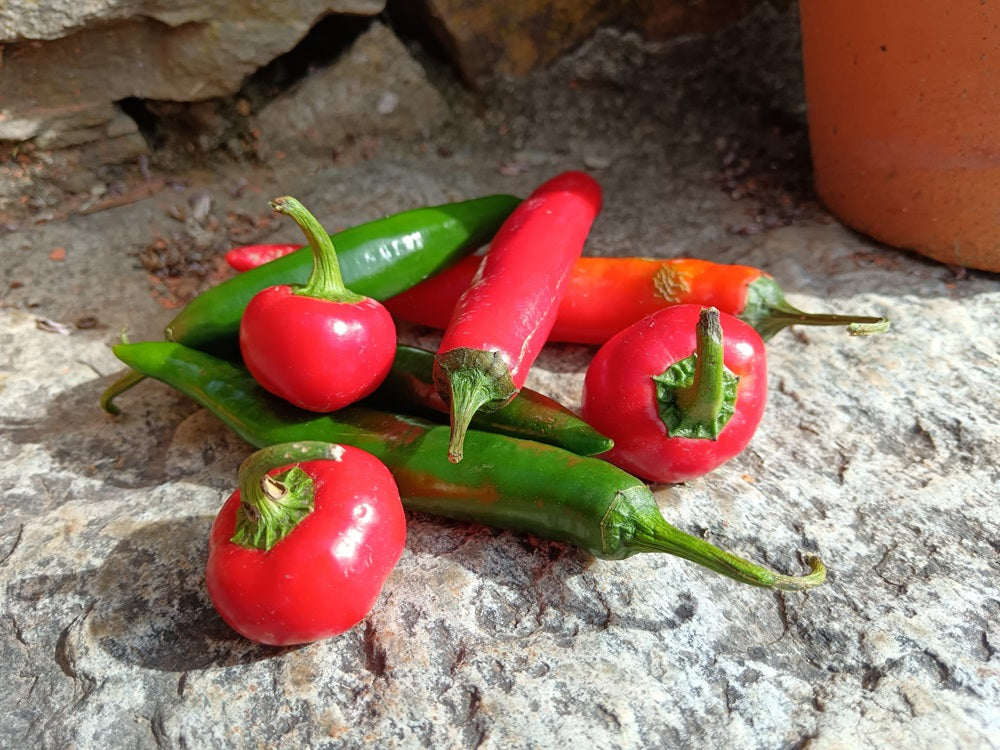 peperoncini piccanti misti lungo e tondo verde e rosso biologici