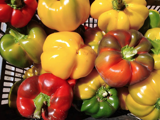 Peperoni quadrati BIO a frutto rosso, giallo e verde