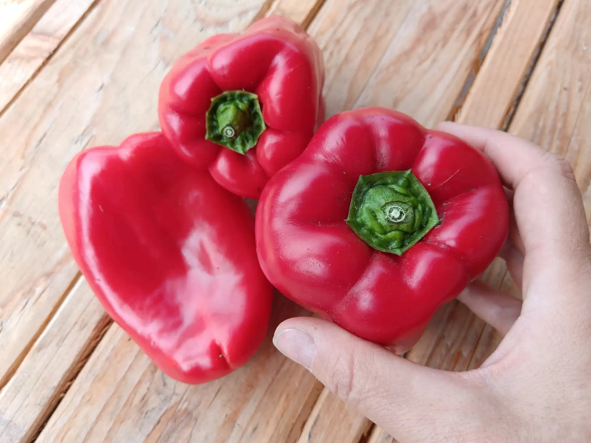 peperoni biologici freschi a frutto rossoo