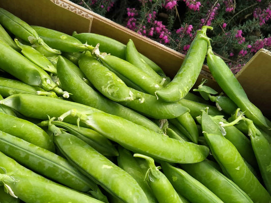 piselli freschi biologici con baccello