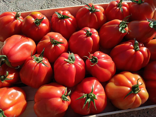 pomodori maturi cuore di bue biologici