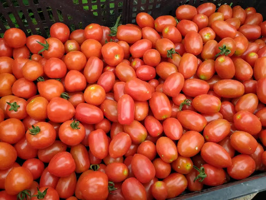 pomodori datterini freschi biologici