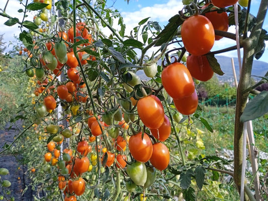 Pomodorini Arancioni BIO