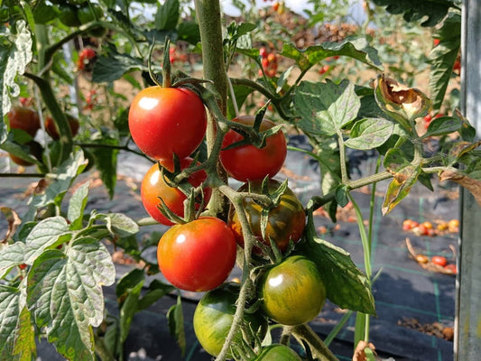 grappolo pomodoro camone bio