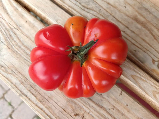 pomodoro costoluto bio